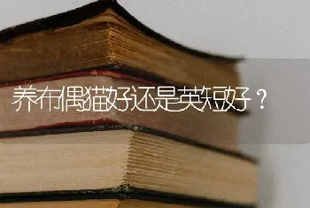 养布偶猫好还是英短好？