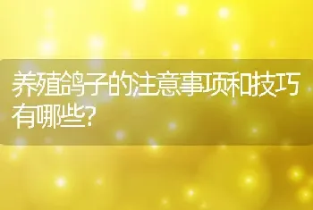 养殖鸽子的注意事项和技巧有哪些？