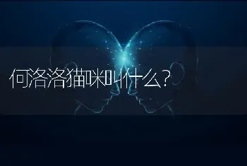 何洛洛猫咪叫什么？