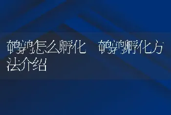 鹌鹑怎么孵化 鹌鹑孵化方法介绍