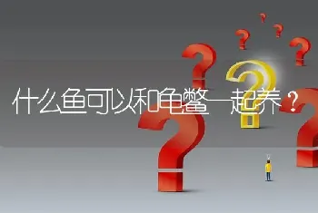 小精灵和老虎小精灵有什么区别？