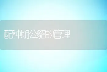 配种期公貂的管理