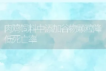 肉鸡饲料中添加谷物颗粒降低死亡率