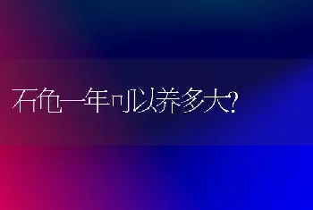 石龟一年可以养多大？