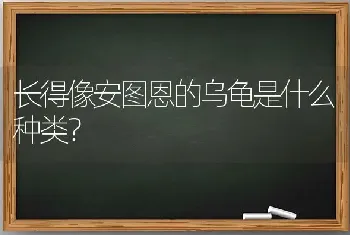 长得像安图恩的乌龟是什么种类？