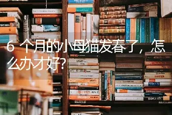 6个月的小母猫发春了，怎么办才好？