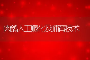 肉鸽人工孵化及哺育技术