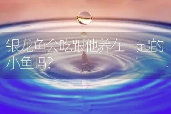 银龙鱼会吃跟他养在一起的小鱼吗？