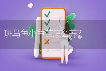 斑马鱼小鱼苗怎么养？