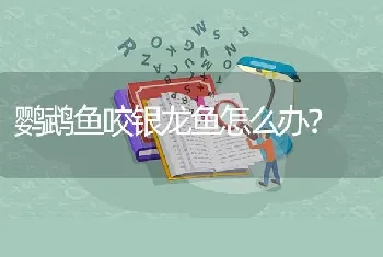 鹦鹉鱼咬银龙鱼怎么办？