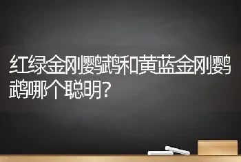 红绿金刚鹦鹉和黄蓝金刚鹦鹉哪个聪明？