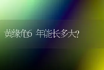 黄缘龟6年能长多大？