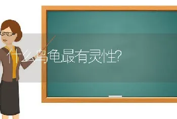 什么乌龟最有灵性？