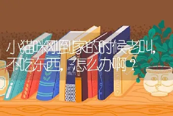 小猫咪刚到家的时候老叫，不吃东西，怎么办啊？