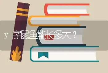 y字鼠鱼能长多大？