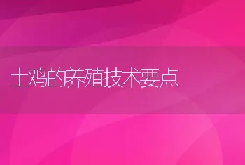 土鸡的养殖技术要点