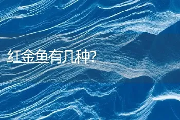 红金鱼有几种？