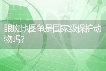 红腹松鼠和黄山松鼠哪个体型大？