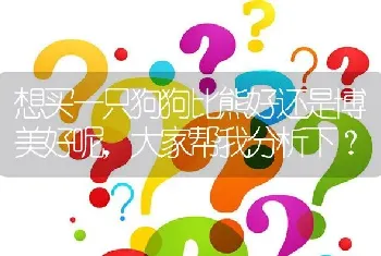 想买一只狗狗比熊好还是博美好呢，大家帮我分析下？