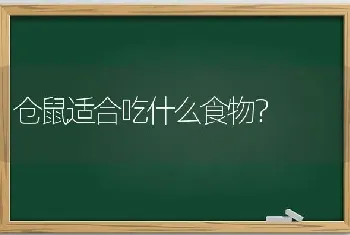 仓鼠适合吃什么食物？