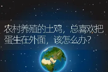 农村养殖的土鸡，总喜欢把蛋生在外面，该怎么办？