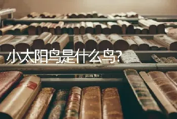 两个多月比熊不能换狗粮品牌吗？