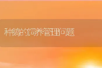 种鹅的饲养管理问题