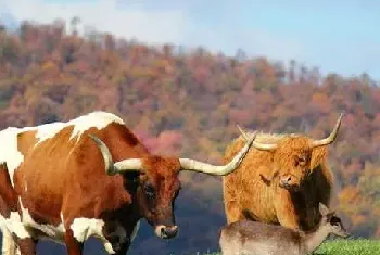 育肥高档肉牛的技巧