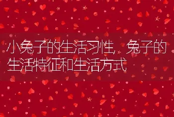 小兔子的生活习性，兔子的生活特征和生活方式