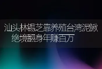 汕头林锡芝靠养殖台湾泥鳅 绝境翻身年赚百万