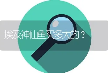 埃及神仙鱼买多大的？