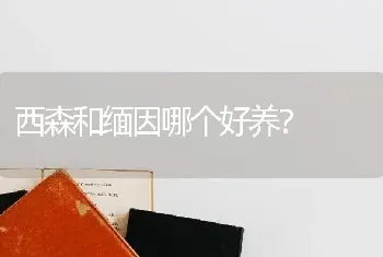 西森和缅因哪个好养？