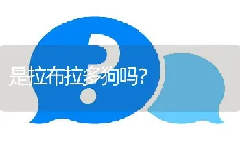 是拉布拉多狗吗？