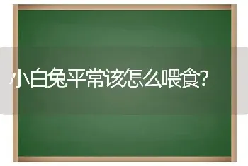 小白兔平常该怎么喂食？