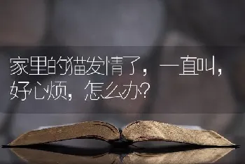 雪纳瑞怎么遛？