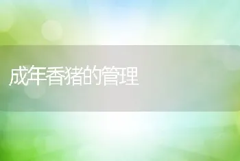 金钱龟的养殖技术