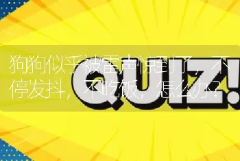 狗狗似乎被雷声惊到了，不停发抖，不吃饭，怎么办？