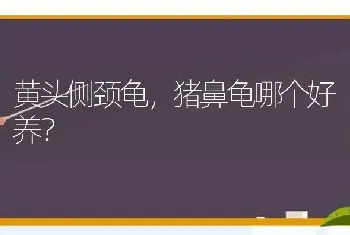 黄头侧颈龟，猪鼻龟哪个好养？