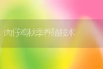 肉仔鸡秋季养殖技术