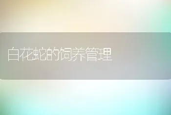 白花蛇的饲养管理