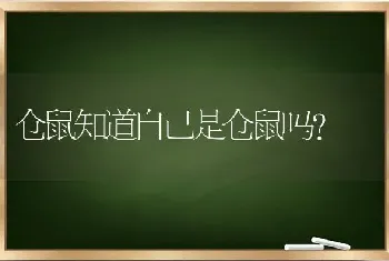 仓鼠知道自己是仓鼠吗？