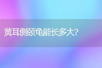 黄耳侧颈龟能长多大？