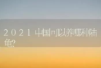 2021中国可以养哪种陆龟？