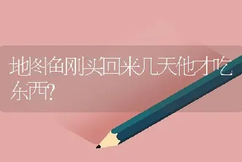 地图鱼刚买回来几天他才吃东西？