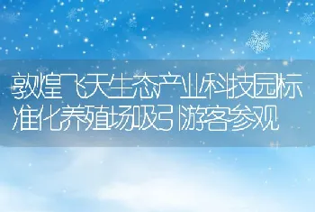 敦煌飞天生态产业科技园标准化养殖场吸引游客参观