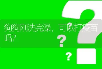 狗狗刚洗完澡，可以打疫苗吗？