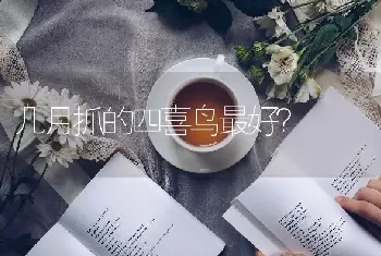 这是一只什么猫？值多钱？