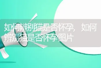 如何辨别猫是否怀孕，如何辨别猫是否怀孕图片