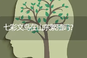 七彩文鸟在山东繁殖吗？