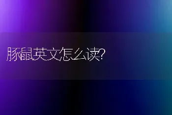 豚鼠英文怎么读？